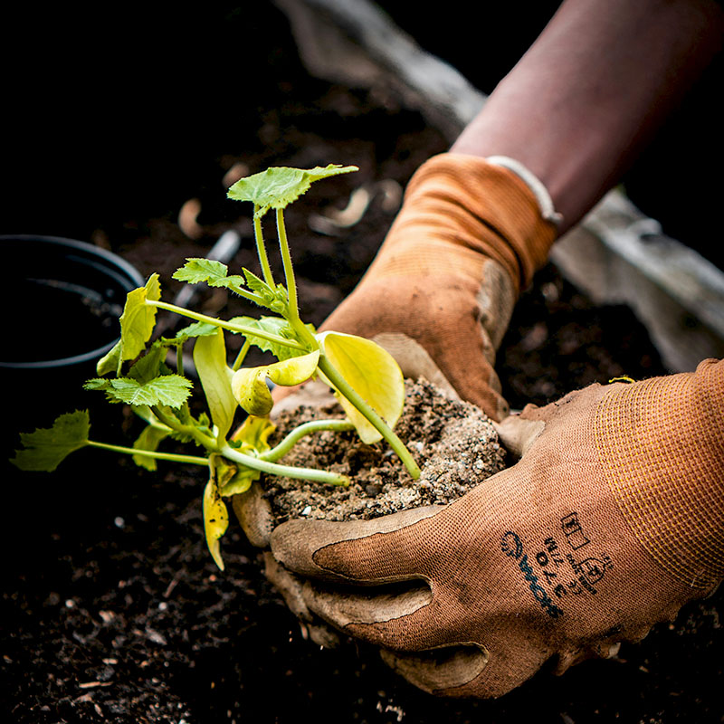 Gardening Picture from Unsplash Gardening Picture from Unsplash